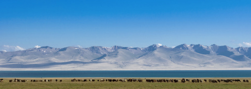 Herd Of Sheep Grazing In Front Of Song Kol Lake, Jaman Echki Jailoo Village, Kyrgyzstan