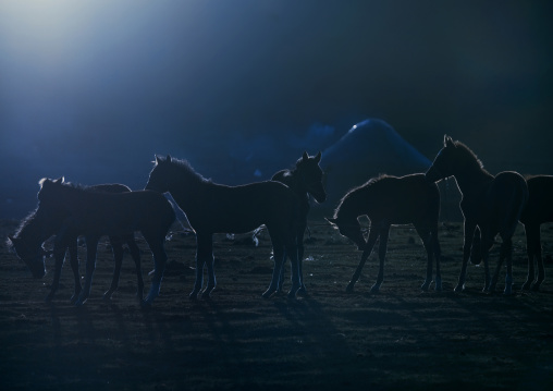 Herd Of Horses In The Village Of Jaman Echki Jailoo, Song Kol Lake Area, Kyrgyzstan