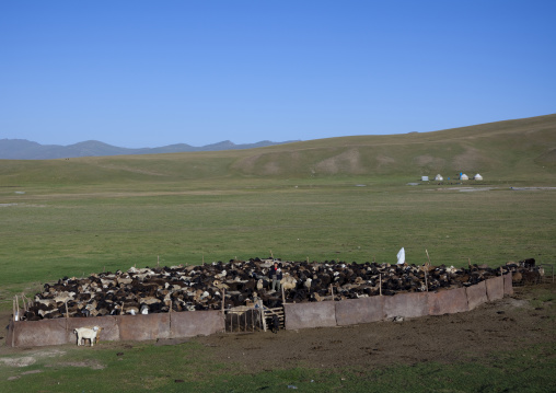 Herd Of Sheep And Goats In A Pen In Jaman Echki Jailoo, Kyrgyzstan