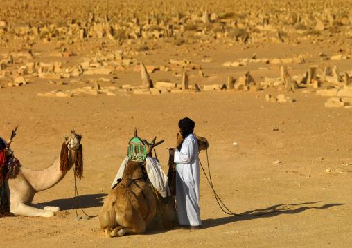 Camels in a cemetery, Tripolitania, Ghadames, Libya