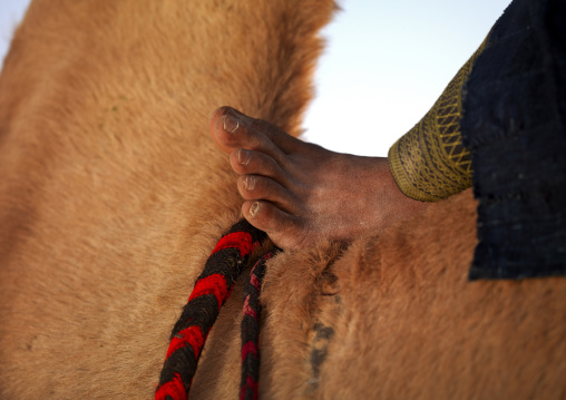 Tuareg man foot riding a camel, Tripolitania, Ghadames, Libya