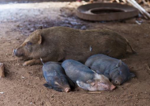 Pigs resting under a house, Katou, Laos