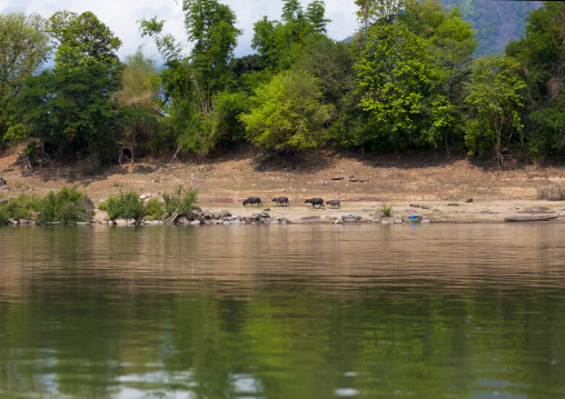 Buffalos on the banks of mekong river, Phonsaad, Laos