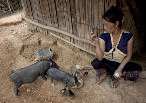 Hmong minority woman feeding pigs, Muang sing, Laos
