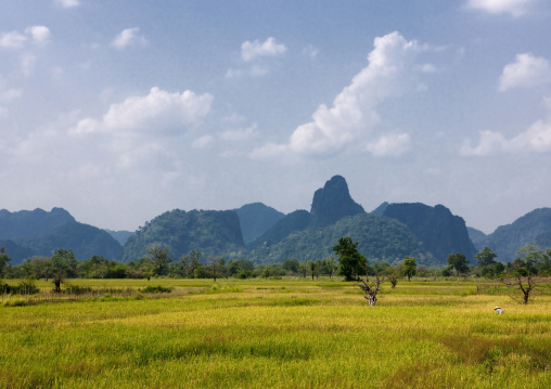 Rice fields, Vientiane, Laos