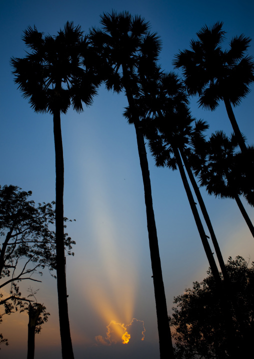 Sunset over palm trees, Savannakhet, Laos