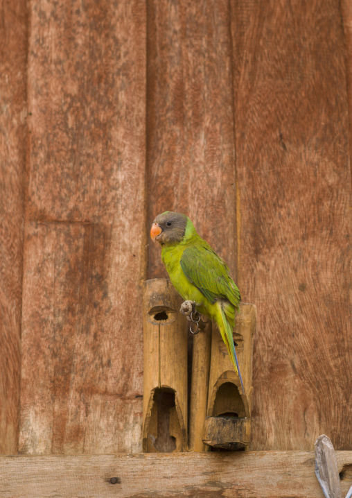 Green parrot, Houei xay, Laos