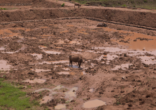 Buffalo in a muddy field, Namon, Laos