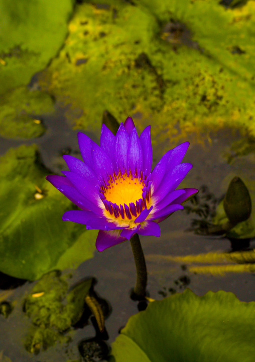 Purple Lotus Flower In Pond, Malacca, Malaysia
