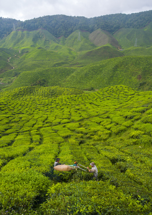 Workers In A Tea Plantation, Cameron Highlands, Malaysia