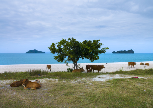 Cows On A Beach, Langkawi, Malaysia