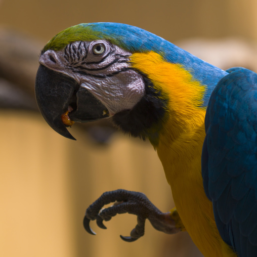 Parrot Head, Langkawi, Malaysia