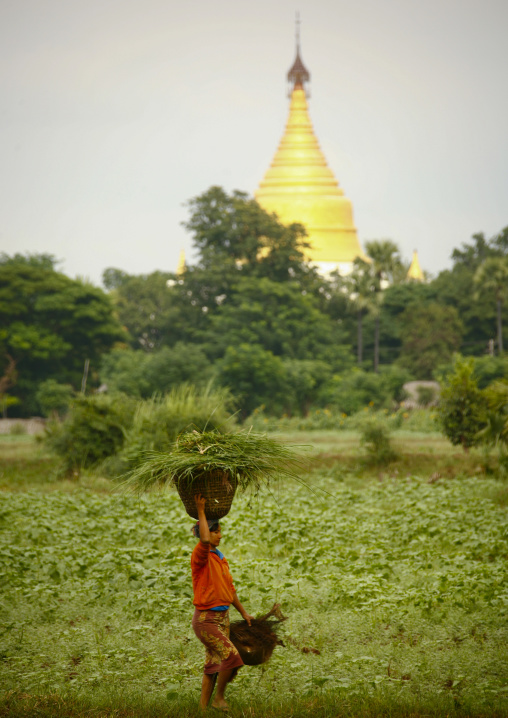 Woman Working In A Paddy Field In Innwa, Myanmar