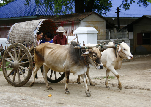 Man Driving Bullock Cart In Mandalay, Myanmar