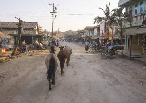 Horses In The Street, Mrauk U, Myanmar