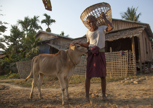 Rohingya Man With An Ox, Thandwe, Myanmar