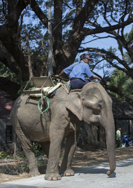 Elephant On The Road, Ngapali, Myanmar
