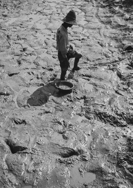 Fisherman Catching Small Fish In The Mud, Ngapali, Myanmar