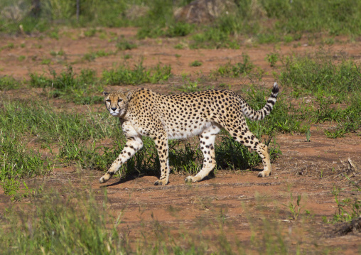 Cheetah, Okonjima, Namibia