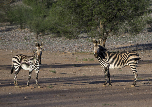 Hartman's Mountain Zebra, Grootberg, Namibia