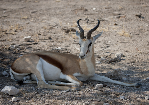 Springbok In Etosha National Park, Namibia
