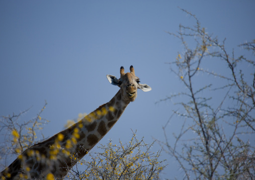 Giraffe In Etosha National Park, Namibia
