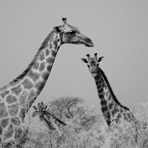 Giraffes In Etosha National Park, Namibia