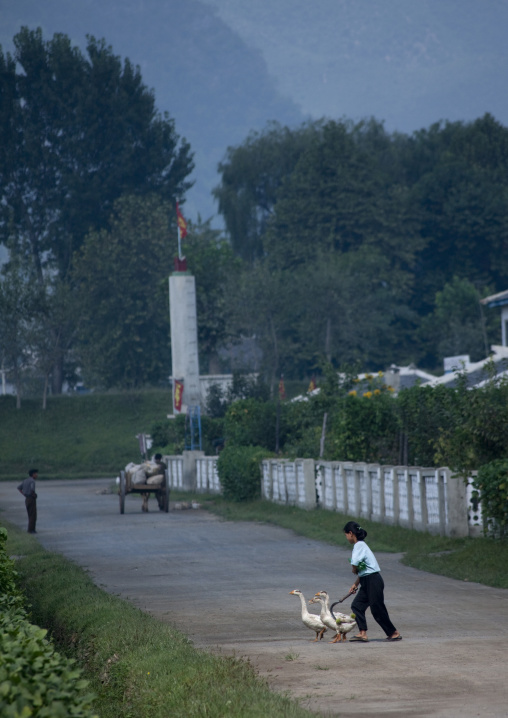 North Korean girl with gooses crossing a road in the countryside, North Hwanghae Province, Sariwon, North Korea