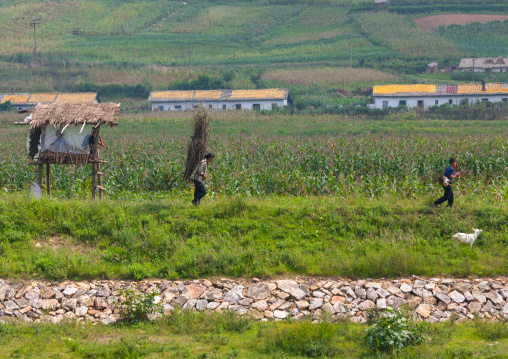 North Korean farmers carrying wood, North Hwanghae Province, Sariwon, North Korea