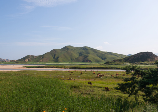 Cows grazing green fields, Kangwon-do, Kumgang, North Korea
