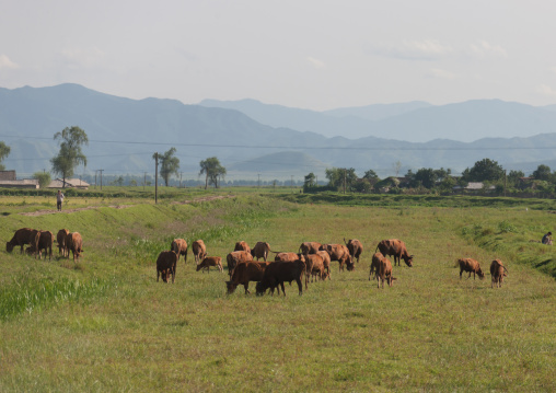 Cows grazing green fields, South Pyongan Province, Chonsam Cooperative Farm, North Korea