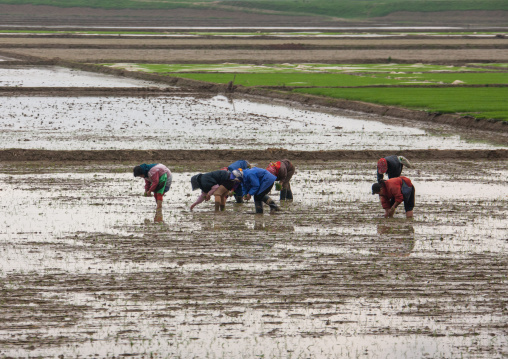 North Korean farmers working in a paddy field, South Pyongan Province, Chongsan-ri Cooperative Farm, North Korea