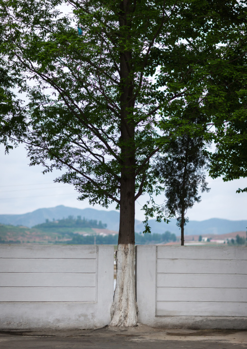 Wall broken to let a tree grow, South Pyongan Province, Nampo, North Korea