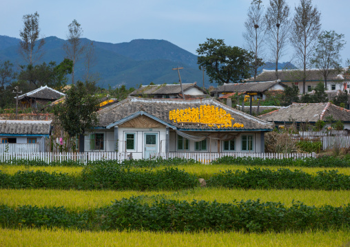 Houses with corn on the roofs drying in the countryside, South Hamgyong Province, Hamhung, North Korea
