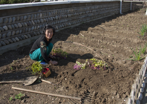 North Korean woman gardening in the countryside, North Hamgyong Province, Jung Pyong Ri, North Korea
