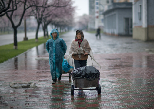 North Korean woman pulling heavy trolleys under the rain, Pyongan Province, Pyongyang, North Korea