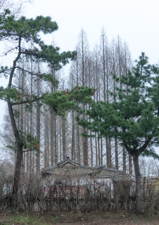 Traditional house in the countryside in the middle of trees, North Hwanghae Province, Kaesong, North Korea