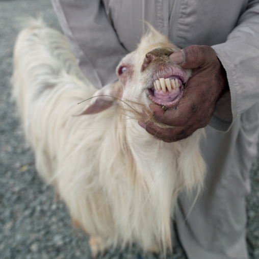 Seller Showing His Goat's Teeth In Nizwa Cattle Market, Oman