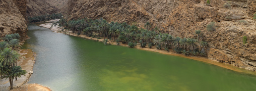 View Of River And Palm Trees In Wadi Shab, Oman