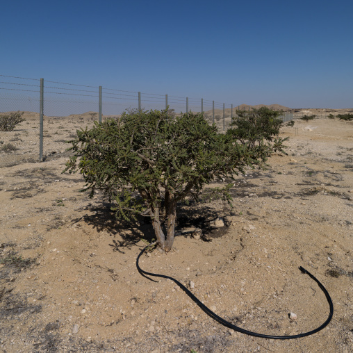 Wadi Dawkah Frankincense Reserve, Oman
