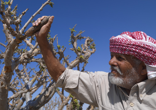 Man Using Mansaha To Cut The Tree For  Collecting Frankincense, Wadi Dawkah, Oman