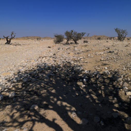 Shadow Of Frankincense Tree On The Dry Land, Wadi Dawkah, Oman