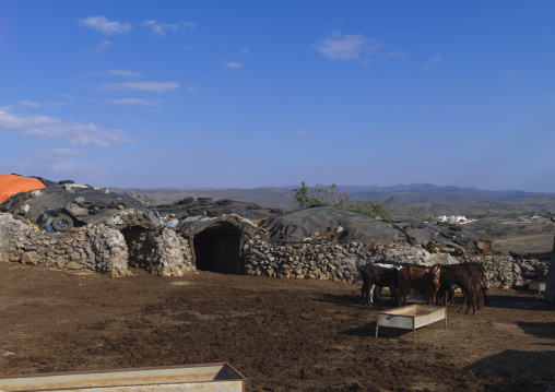 Djebel Samhan Old Houses Built By Stones With Cow Around, Oman
