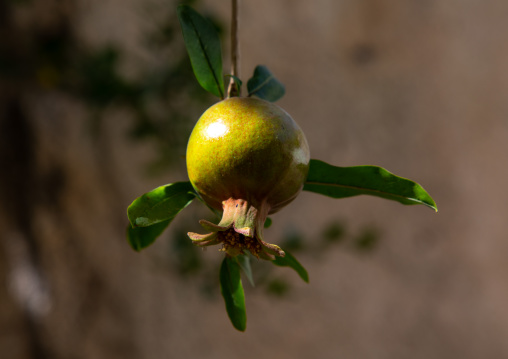 Pomegranate fruit on the tree, Jebel Akhdar, Sayq, Oman