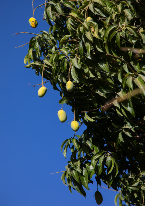 Mango tree with fruits against the sky, Ad Dakhiliyah Region, Al Hamra, Oman