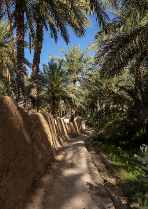 Alley in an oasis, Ad Dakhiliyah Region, Al Hamra, Oman