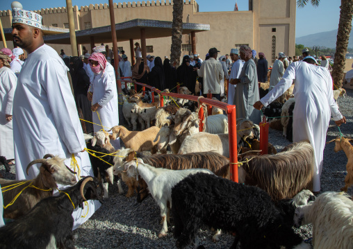 Omani men selling and buying cattle in the market, Ad Dakhiliyah Region, Nizwa, Oman