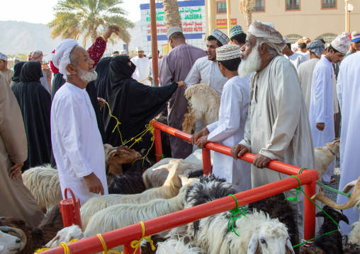 Omani men selling and buying cattle in the market, Ad Dakhiliyah Region, Nizwa, Oman