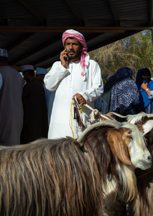 Omani man using his mobile phone while selling goats in the market, Ad Dakhiliyah Region, Nizwa, Oman