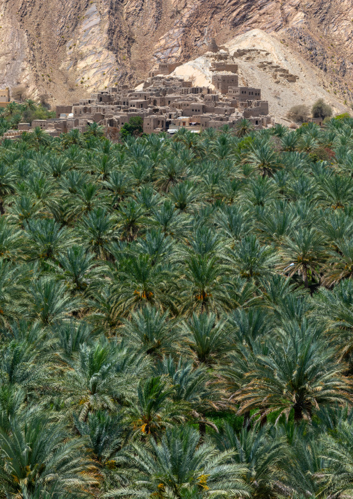 Old village in the middle of an oasis, Ad Dakhiliyah ‍Governorate, Birkat Al Mouz, Oman